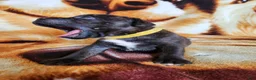Staffordshire Bull Terrier dogs for sale: Yolo - Ad 1