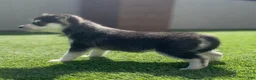 Alaskan Klee Kai dogs for sale: Baela - Ad 11