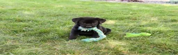 Labrador Retriever dogs for sale: Shawn  - Ad 7