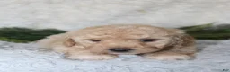 Bichpoo dogs for sale: Bichpoo 1 - Ad 5