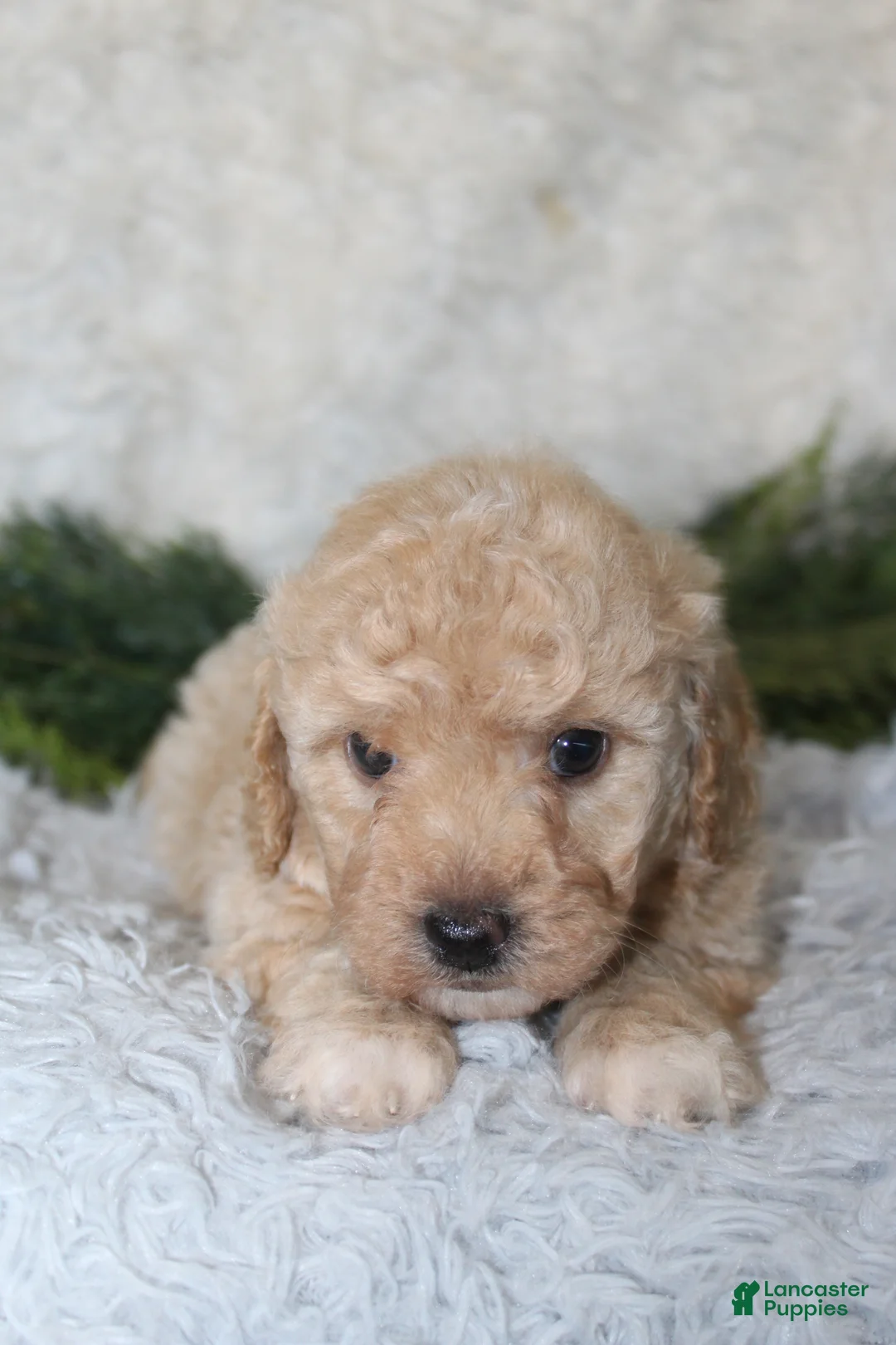 Bichpoo dogs for sale: Bichpoo 1 - Ad 5