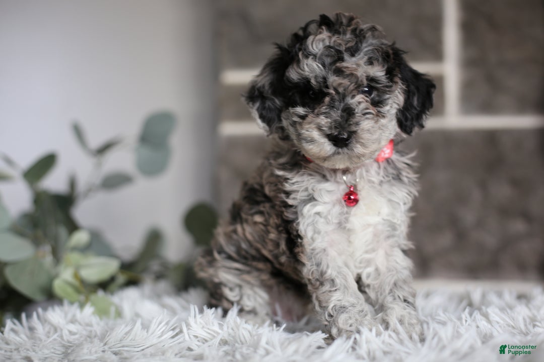 Miniature Poodle dogs for sale: Joy - Ad 7