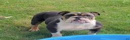 English Bulldog dogs for sale: Bubbles - Ad 10