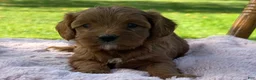 Cavapoo dogs for sale: Rosie - Ad 3