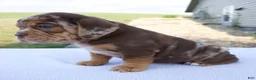 Beabull dogs for sale: Sadie - Ad 6
