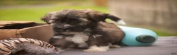 Havanese dogs for sale: Blitz Havanese  - Ad 11