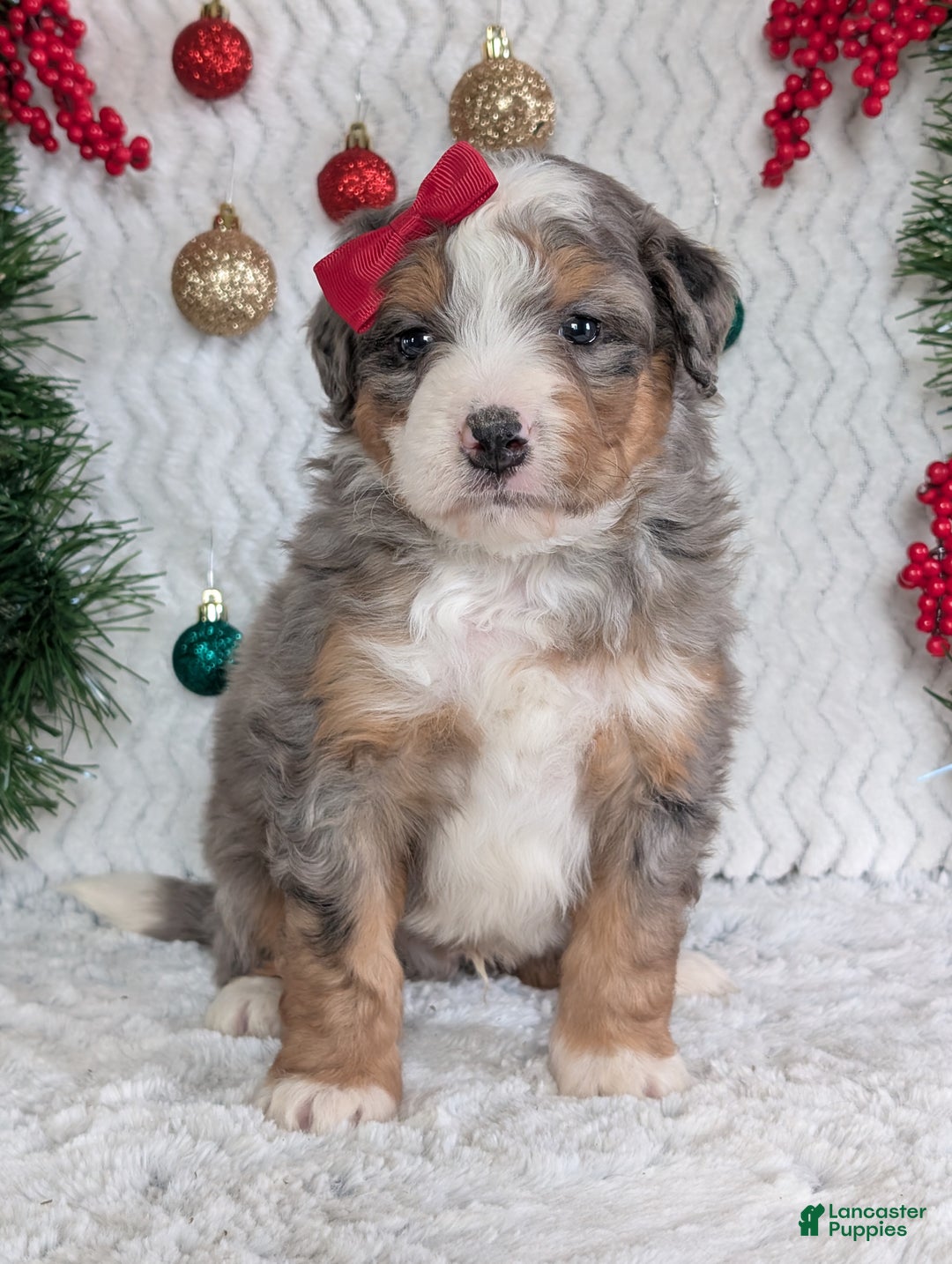 Mini Bernedoodle dogs for sale: Mini Bodie - Ad 3