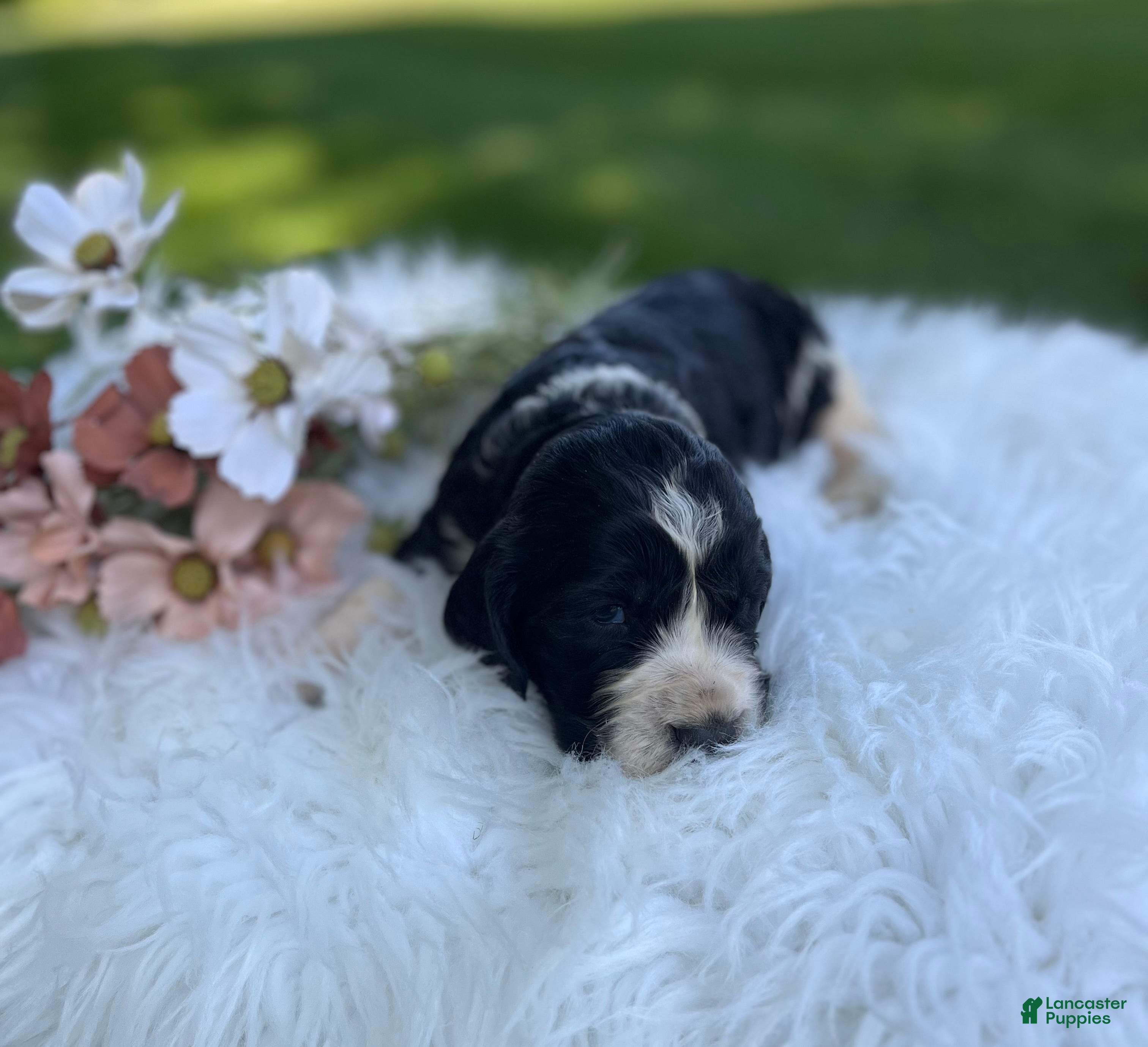 English Springer Spaniel dogs Dallas - Ad 1