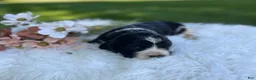 English Springer Spaniel dogs for sale: Dallas - Ad 1