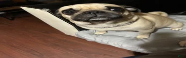 Pug 4
