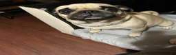 Pug dogs for sale: Pug 4 - Ad 1