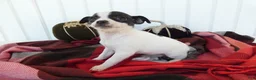 Chihuahua dogs for sale: Chihuahua 2 Sky - Ad 3