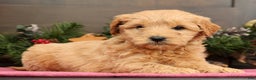 Mini Goldendoodle dogs for sale: Penelope - Ad 4