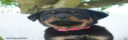 Rottweiler dogs for sale: Venus - Ad 2