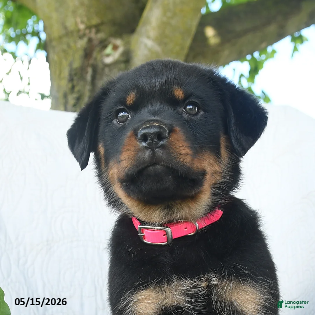 Rottweiler dogs for sale: Venus - Ad 2