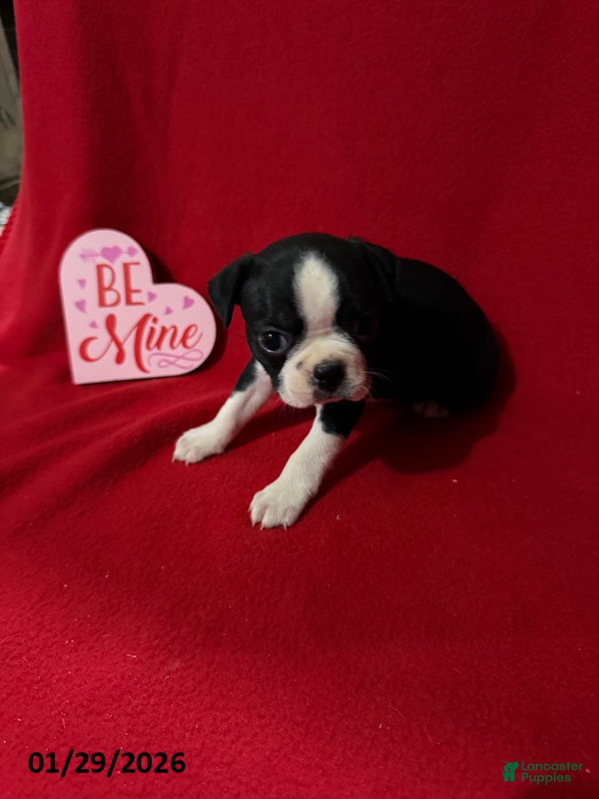 Boston Terrier dogs Heather - Ad 6