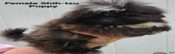 Shih Tzu dogs for sale: Sable Boy  - Ad 4