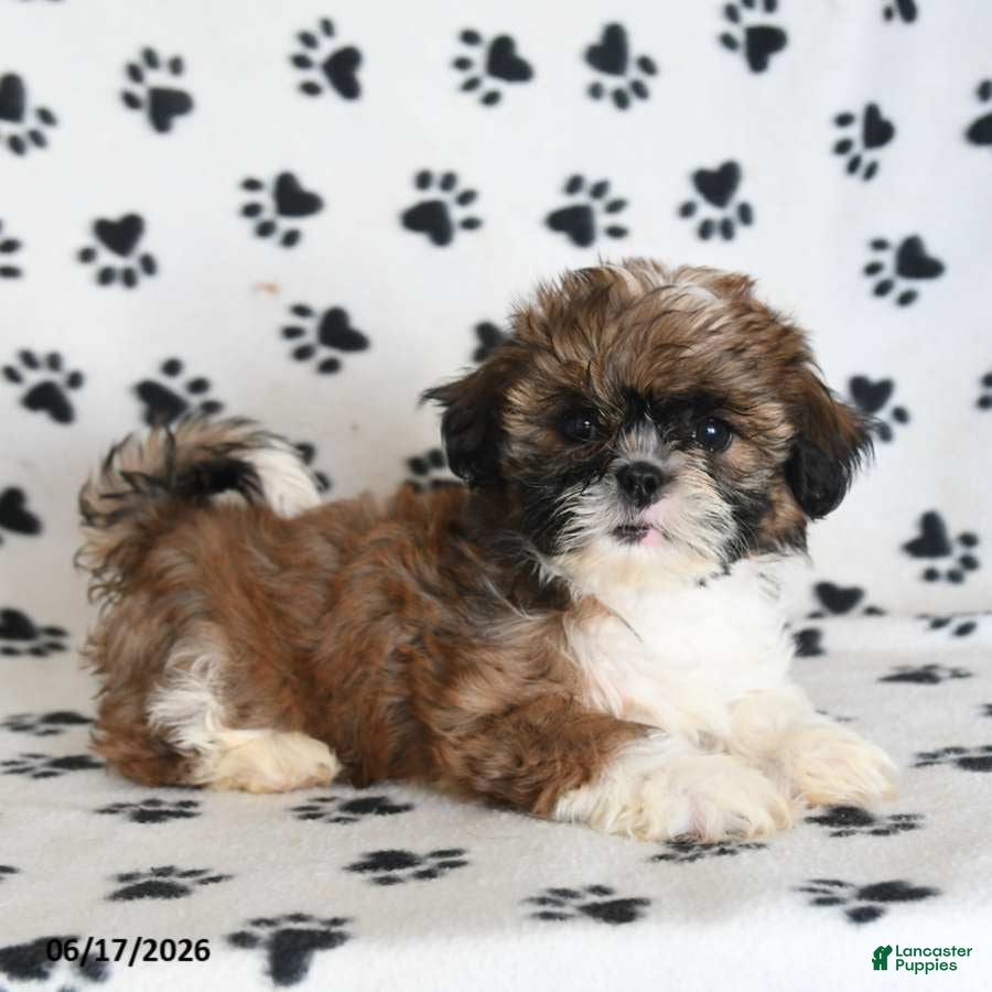 Shih Tzu dogs Tashi - Ad 1