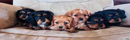 Mixed Breed dogs for sale: Charlette - Ad 7