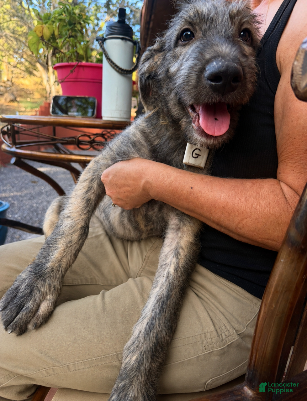 Irish Wolfhound dogs Puppy 7: Giorgia - Ad 1