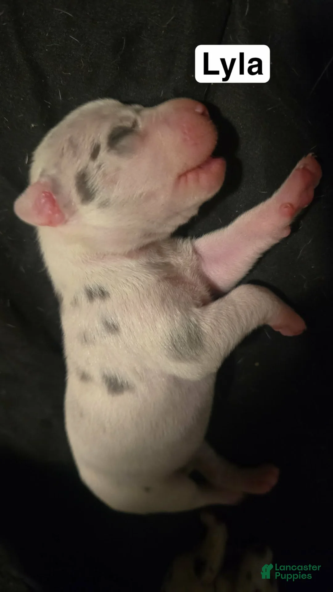 Great Dane dogs for sale: Lyla - Ad 2