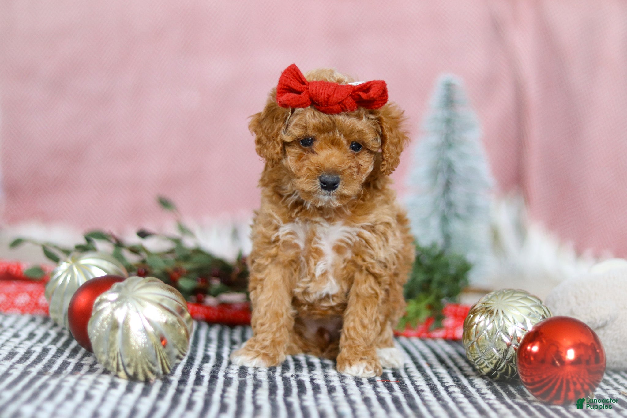 Miniature Poodle dogs Nova - Ad 25