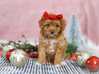Miniature Poodle dogs Nova - Ad 39