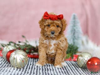 Miniature Poodle dogs Nova - Ad 31