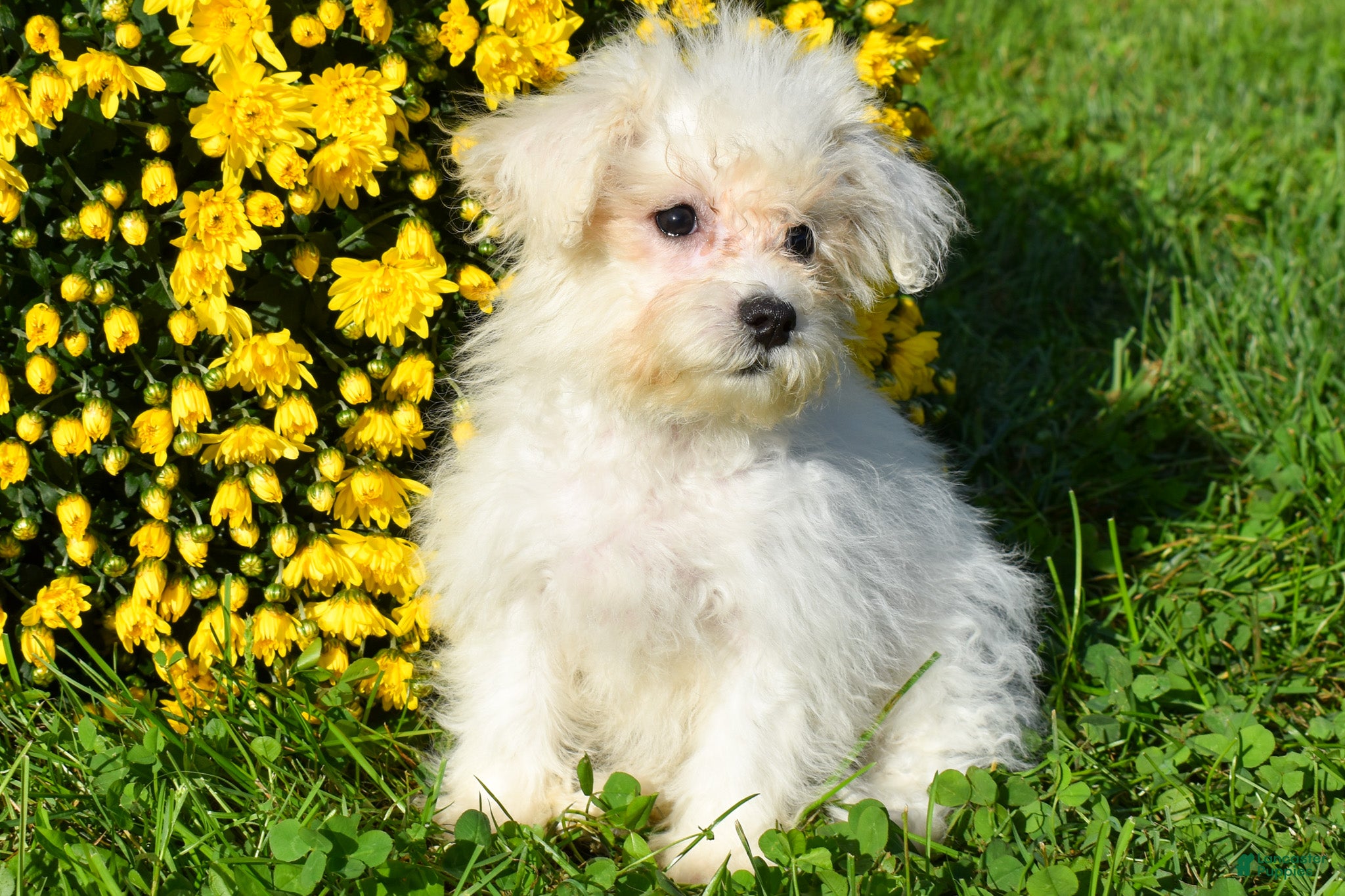 Max, Maltese