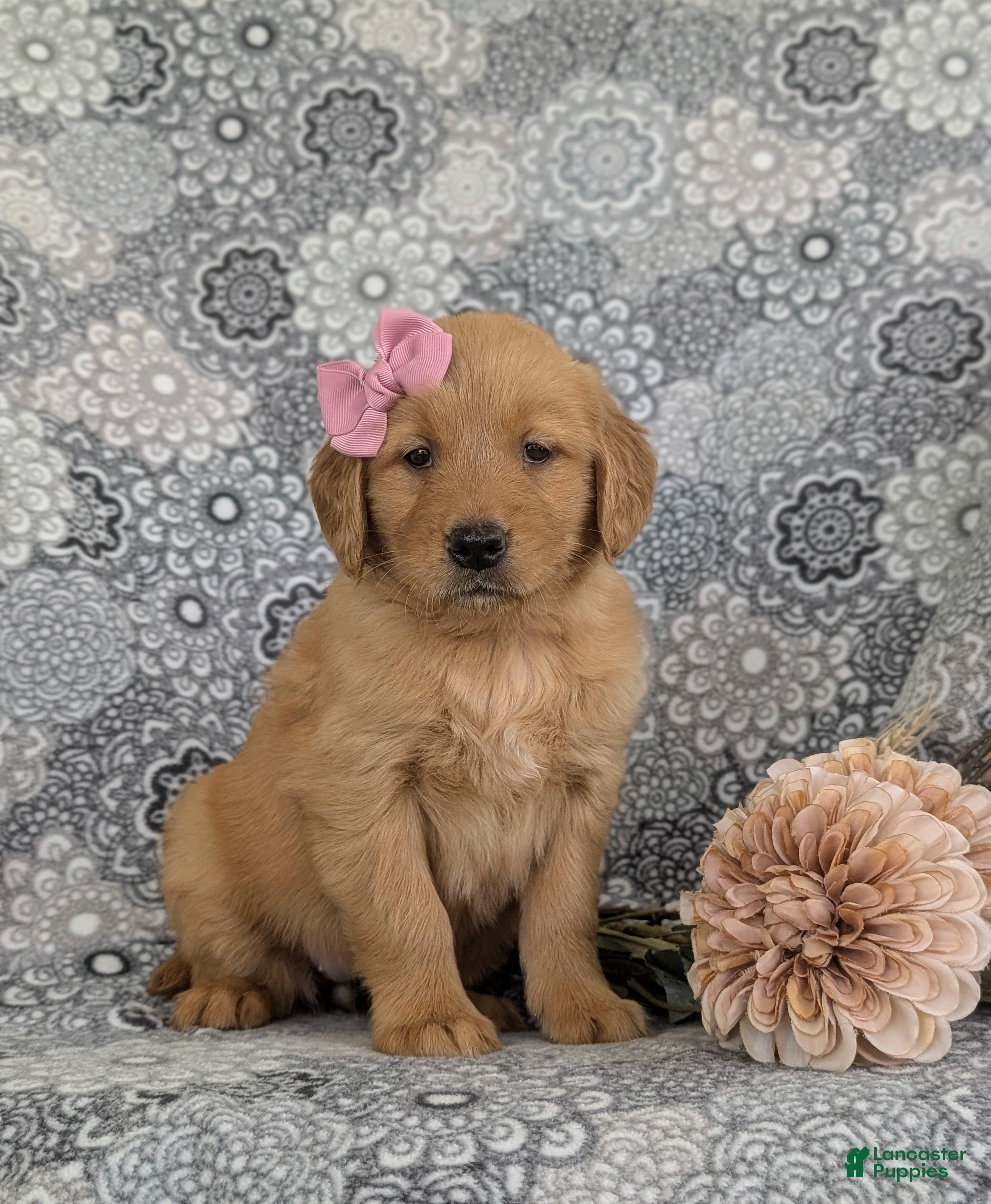 Golden Retriever dogs Makenzie - Ad 1