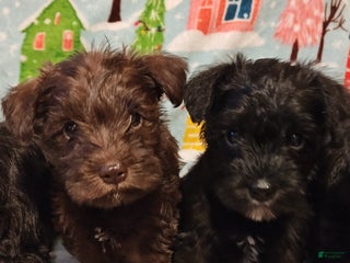 Miniature Schnauzer dogs - Ad 41