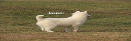 Mixed Breed dogs for sale: Jasper  - Ad 2