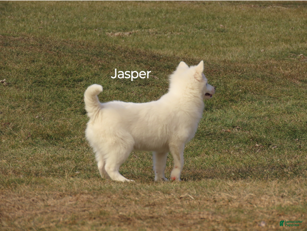 Mixed Breed dogs for sale: Jasper  - Ad 2