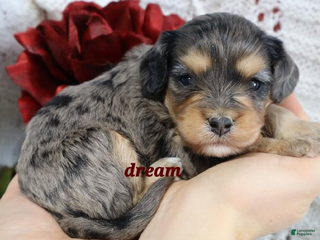 Cavapoo dogs Donovan - Ad 14