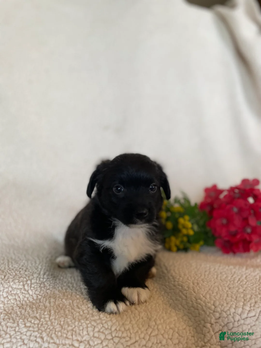 Corgipoo dogs for sale: Happy - Ad 2