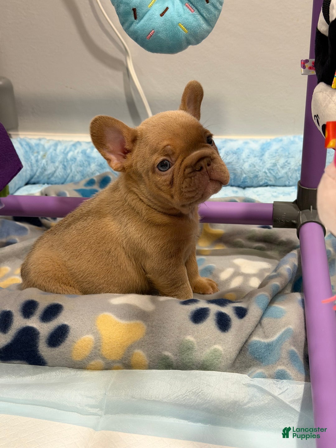 French Bulldog dogs for sale: Leonardo - Ad 4