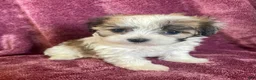 Havanese dogs for sale: Stuart - Ad 3