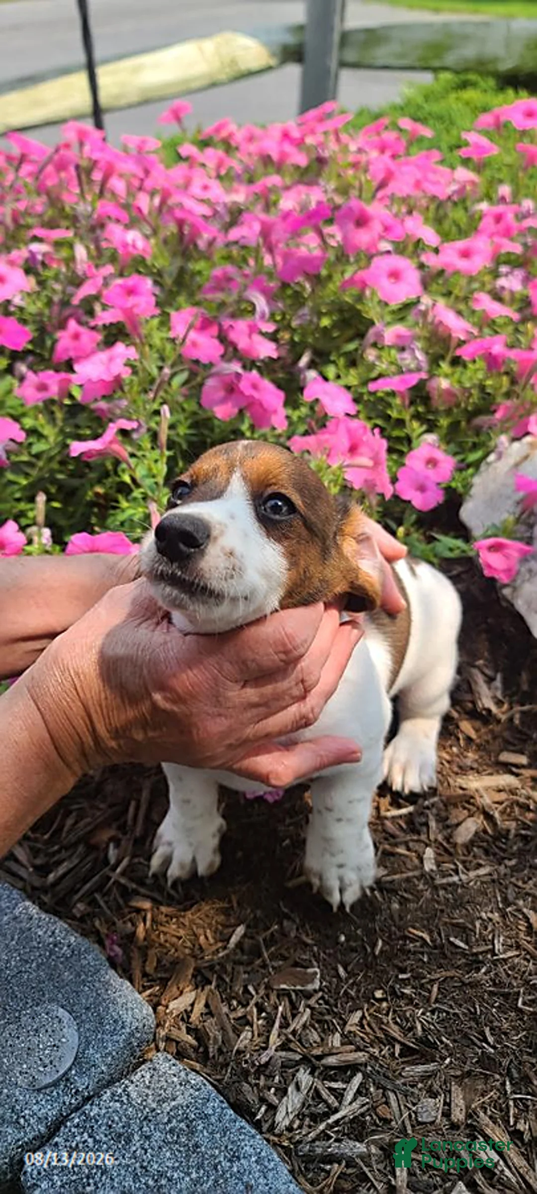 Miniature Dachshund dogs for sale: Duke - Ad 6