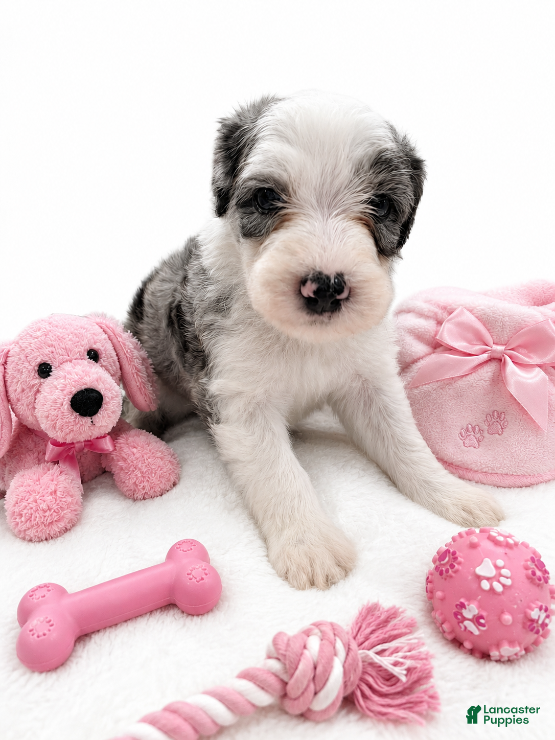 Sheepadoodle dogs Sheepadoodle 5 - Ad 1