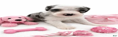 Sheepadoodle 5