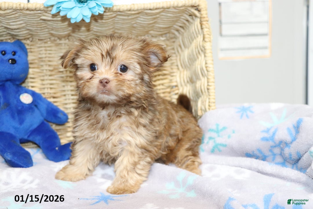 Shorkie dogs for sale: Angel - Ad 5