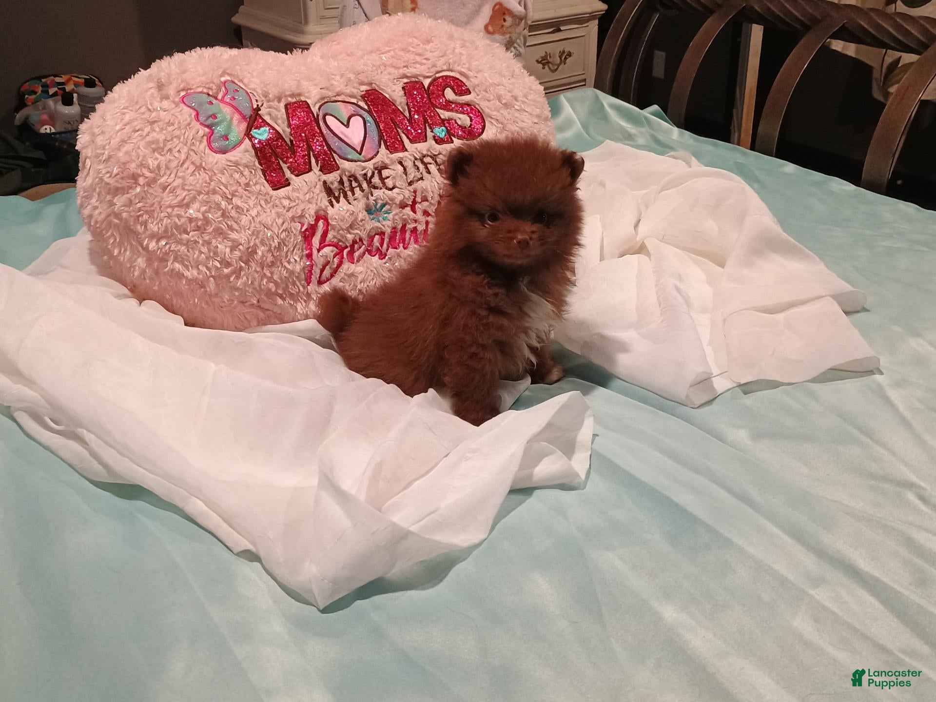 Pomeranian dogs Pomeranian 1 - Ad 1