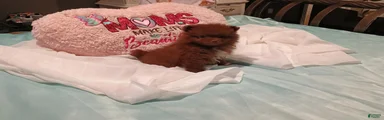 Pomeranian 1