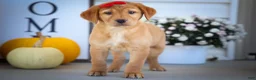 Labrador Retriever dogs for sale: NAOMI - Ad 8