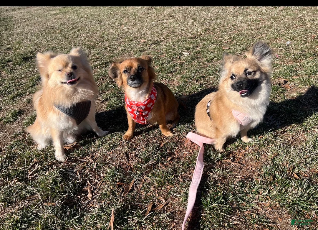 Pomeranian dogs for sale: Pomeranian Puppy 2 - Ad 4