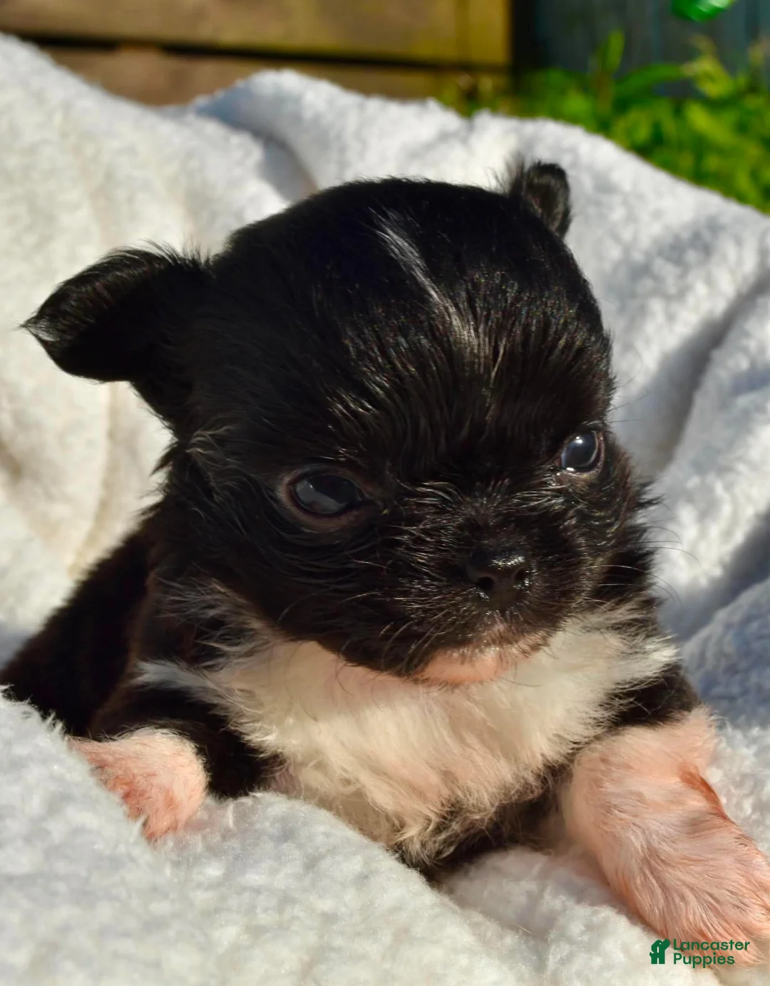Chihuahua dogs for sale: Izzy - Ad 5