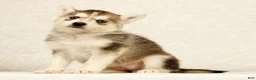 Gerberian Shepsky dogs for sale: Abby - Ad 5