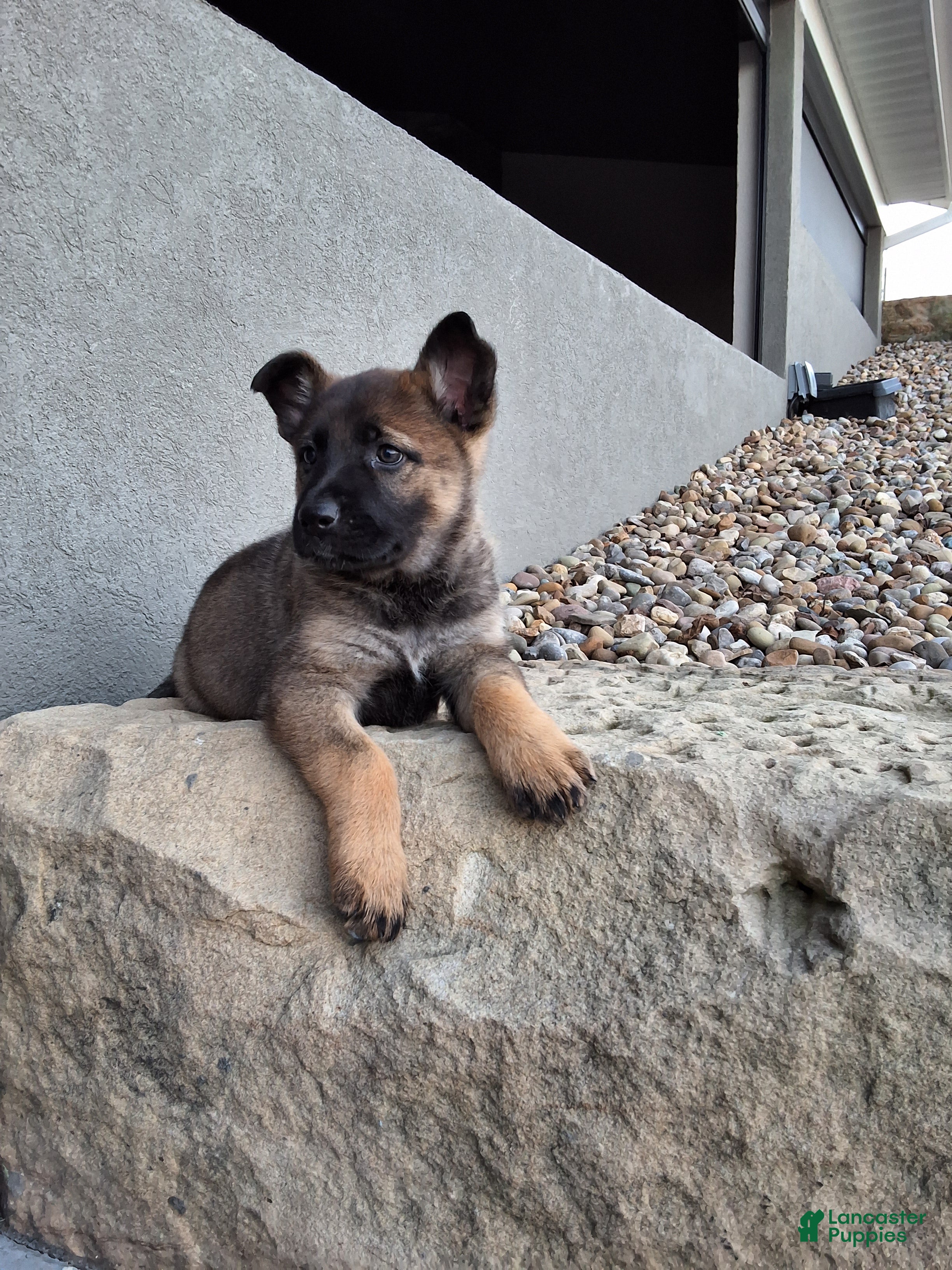 German Shepherd dogs Lily - Ad 2