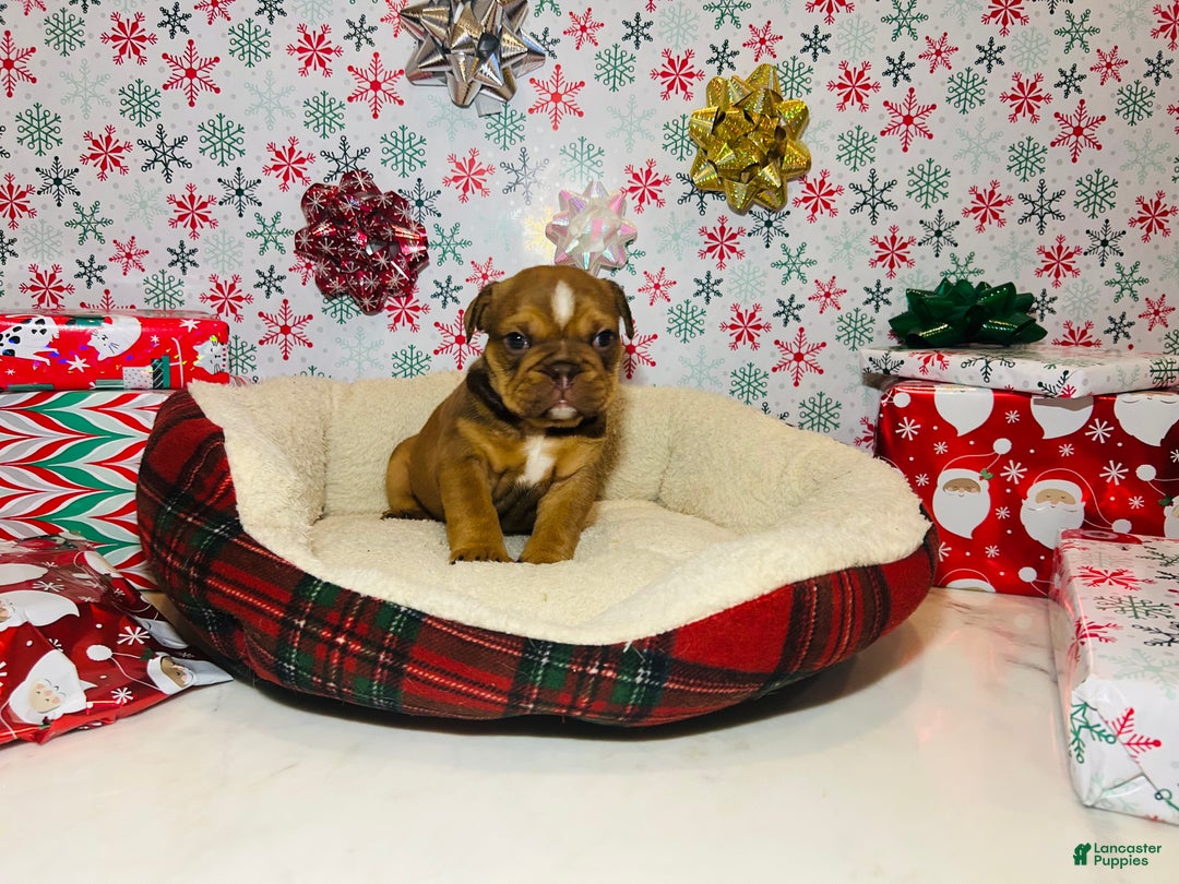 English Bulldog dogs for sale: Stella - Ad 9