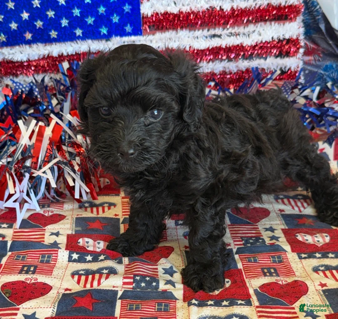 Maltipoo dogs for sale: Armani - Ad 3